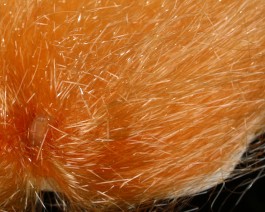 Saltwater Ghost Hair, Rust